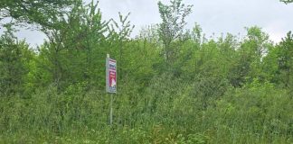 Forlì sommersa dal verde incolto: la protesta dei consiglieri Dem contro l’Amministrazione